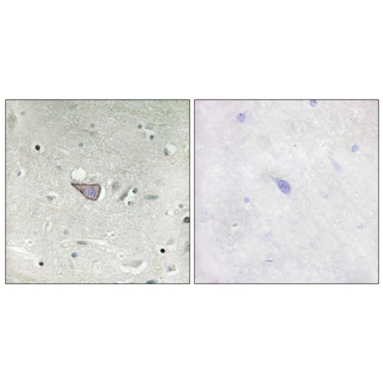 Immunohistochemistry - Anti-ARMX3 Antibody (C11839) - Antibodies.com