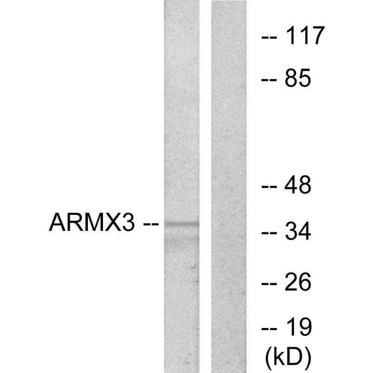 Western Blot - Anti-ARMX3 Antibody (C11839) - Antibodies.com