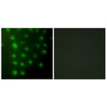 Immunofluorescence - Anti-AKAP8 Antibody (C10121) - Antibodies.com