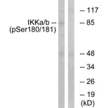 Western Blot - Anti-IKK alpha + beta (phospho Ser180 + Ser181) Antibody (A0440) - Antibodies.com