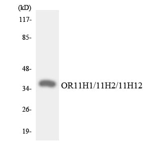 Western blot analysis of the lysates from HeLa cells using Anti-OR11H1 + OR11H2 + OR11H12 Antibody.