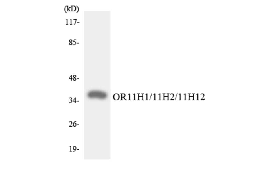 Western Blot - Anti-OR11H1 + OR11H2 + OR11H12 Antibody (R12-3145) - Antibodies.com