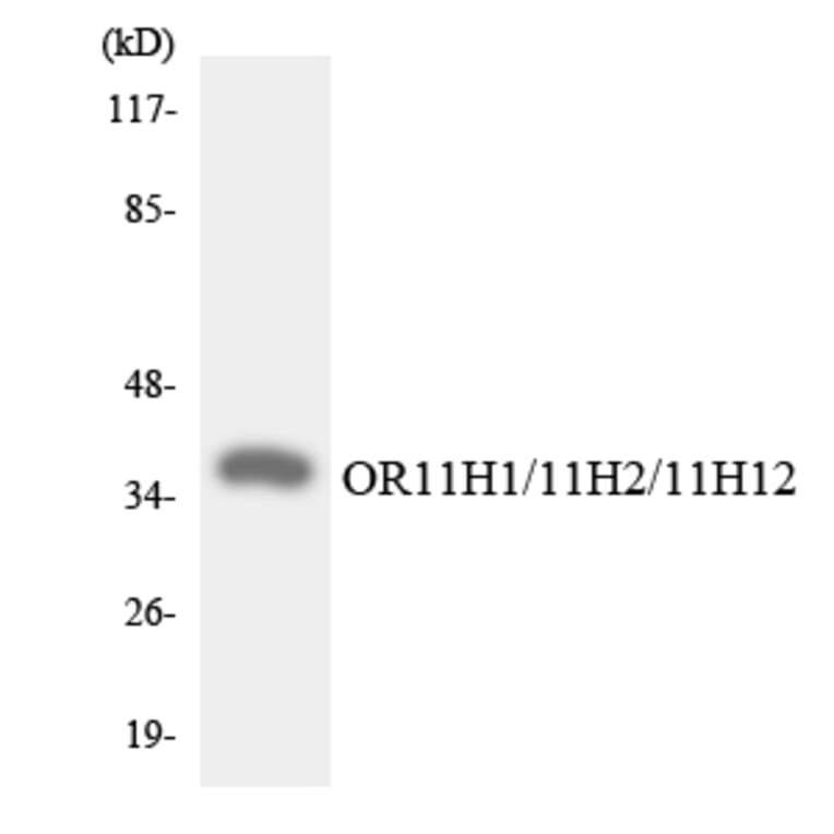 Western Blot - Anti-OR11H1 + OR11H2 + OR11H12 Antibody (R12-3145) - Antibodies.com