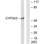Western Blot - Anti-Cytochrome P450 3A4 + 3A5 Antibody (C12276) - Antibodies.com