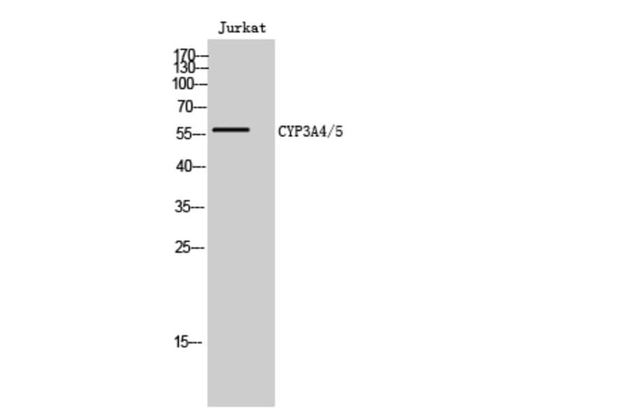 Western Blot - Anti-Cytochrome P450 3A4 + 3A5 Antibody (C12276) - Antibodies.com