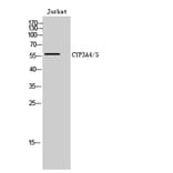 Western Blot - Anti-Cytochrome P450 3A4 + 3A5 Antibody (C12276) - Antibodies.com