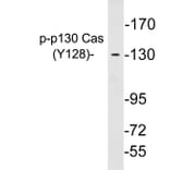 Western Blot - Anti-p130 Cas (phospho Tyr128) Antibody (P12-1038) - Antibodies.com