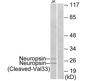 Western Blot - Anti-Neuropsin (cleaved Val33) Antibody (L0345) - Antibodies.com