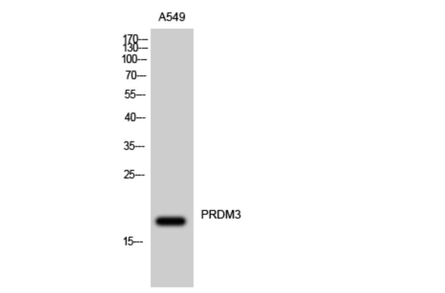 Western Blot - Anti-Myelodysplasia Syndrome 1 Antibody (C10980) - Antibodies.com