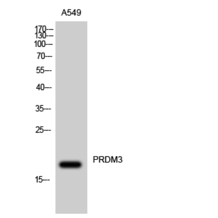 Western Blot - Anti-Myelodysplasia Syndrome 1 Antibody (C10980) - Antibodies.com