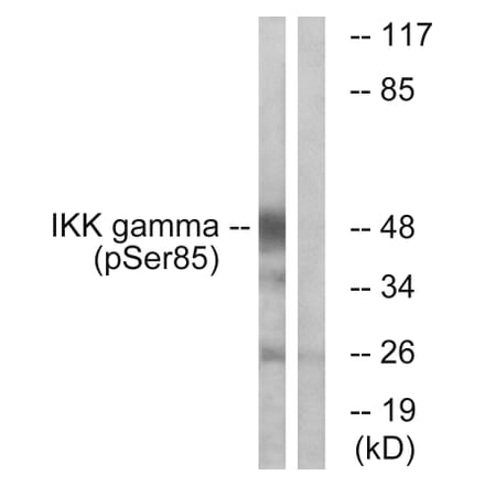 Western Blot - Anti-IKK-gamma (phospho Ser85) Antibody (A1151) - Antibodies.com