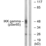 Western Blot - Anti-IKK-gamma (phospho Ser85) Antibody (A1151) - Antibodies.com