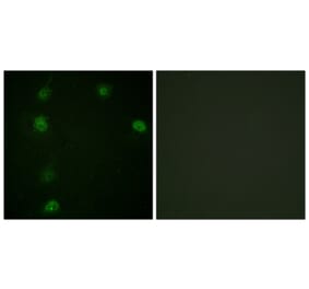 Immunofluorescence - Anti-Cyclin E1 (phospho Thr77) Antibody (A0636) - Antibodies.com