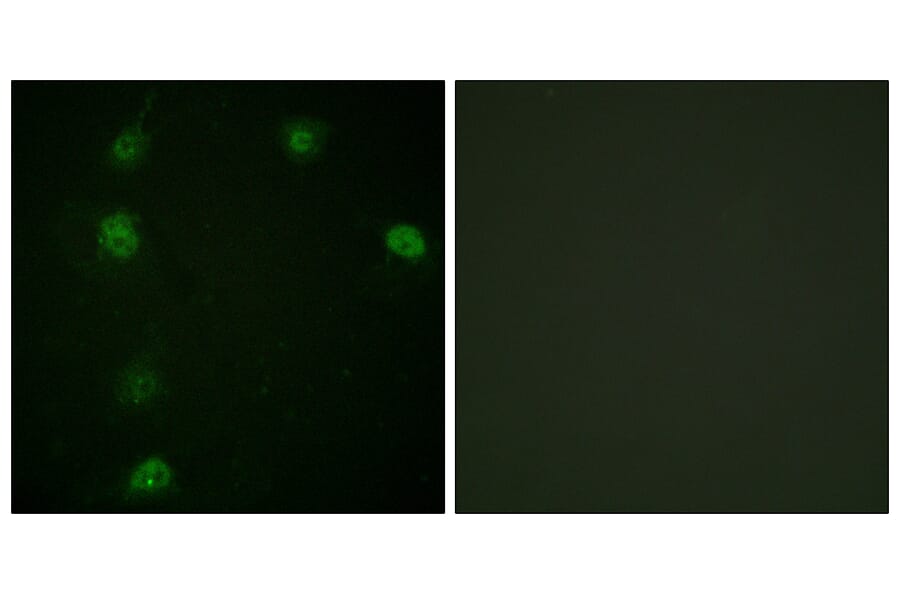 Immunofluorescence - Anti-Cyclin E1 (phospho Thr77) Antibody (A0636) - Antibodies.com