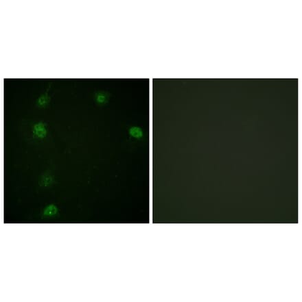Immunofluorescence - Anti-Cyclin E1 (phospho Thr77) Antibody (A0636) - Antibodies.com