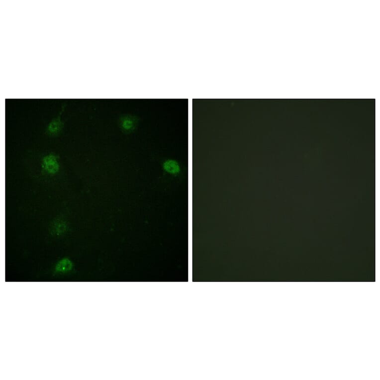 Immunofluorescence - Anti-Cyclin E1 (phospho Thr77) Antibody (A0636) - Antibodies.com