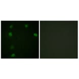 Immunofluorescence - Anti-Cyclin E1 (phospho Thr77) Antibody (A0636) - Antibodies.com