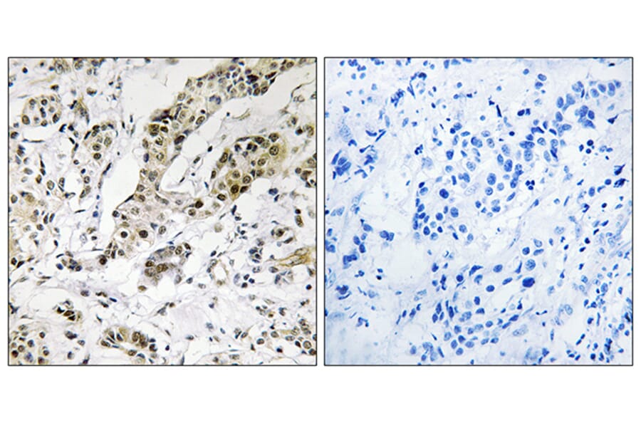 Immunohistochemistry - Anti-TCEAL3 + TCEAL5 + TCEAL6 Antibody (C19161) - Antibodies.com