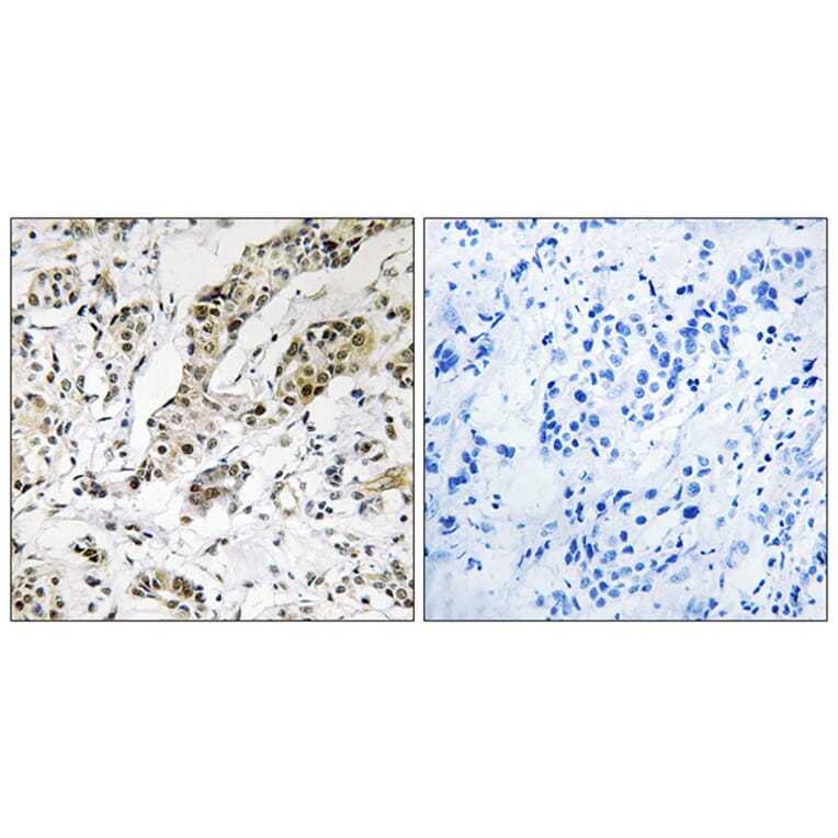 Immunohistochemistry - Anti-TCEAL3 + TCEAL5 + TCEAL6 Antibody (C19161) - Antibodies.com