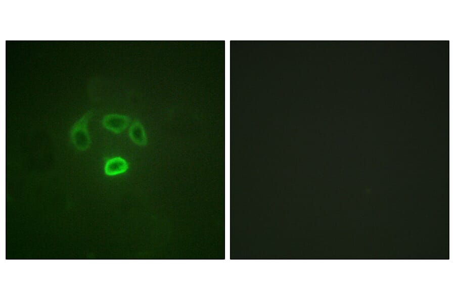 Immunofluorescence - Anti-GRB10 (phospho Tyr67) Antibody (A1031) - Antibodies.com