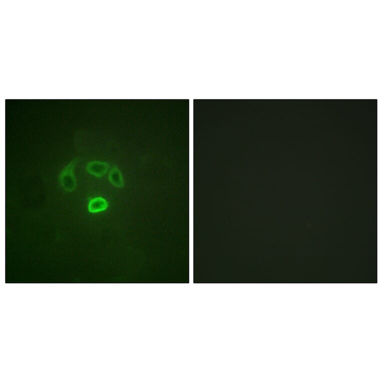 Immunofluorescence - Anti-GRB10 (phospho Tyr67) Antibody (A1031) - Antibodies.com