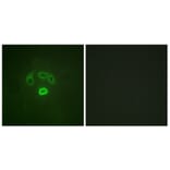 Immunofluorescence - Anti-GRB10 (phospho Tyr67) Antibody (A1031) - Antibodies.com