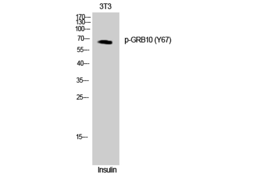 Western Blot - Anti-GRB10 (phospho Tyr67) Antibody (A1031) - Antibodies.com