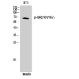 Western Blot - Anti-GRB10 (phospho Tyr67) Antibody (A1031) - Antibodies.com