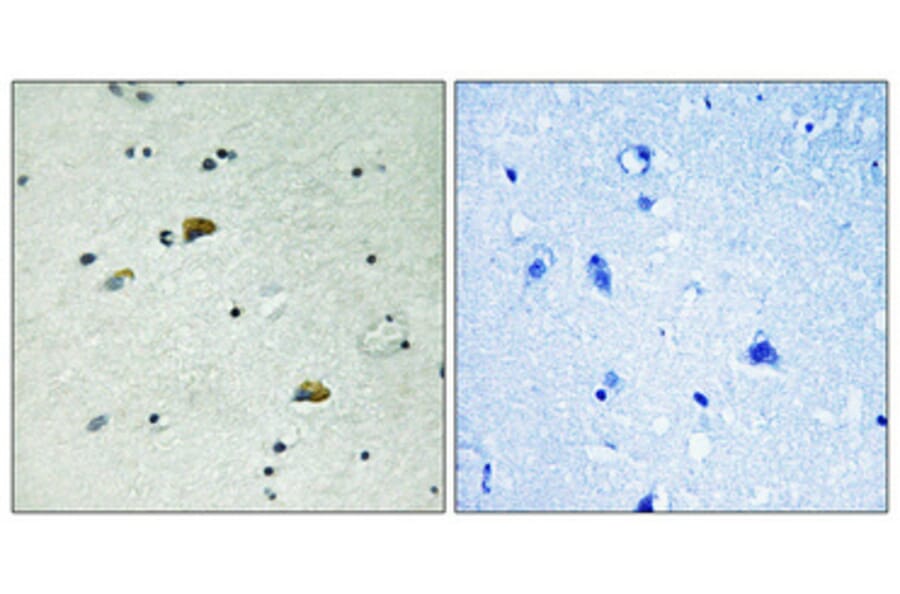 Immunohistochemistry - Anti-GRB10 (phospho Tyr67) Antibody (A1031) - Antibodies.com