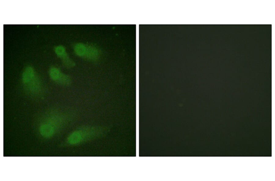 Immunofluorescence - Anti-Chk1 (phospho Ser286) Antibody (A0861) - Antibodies.com