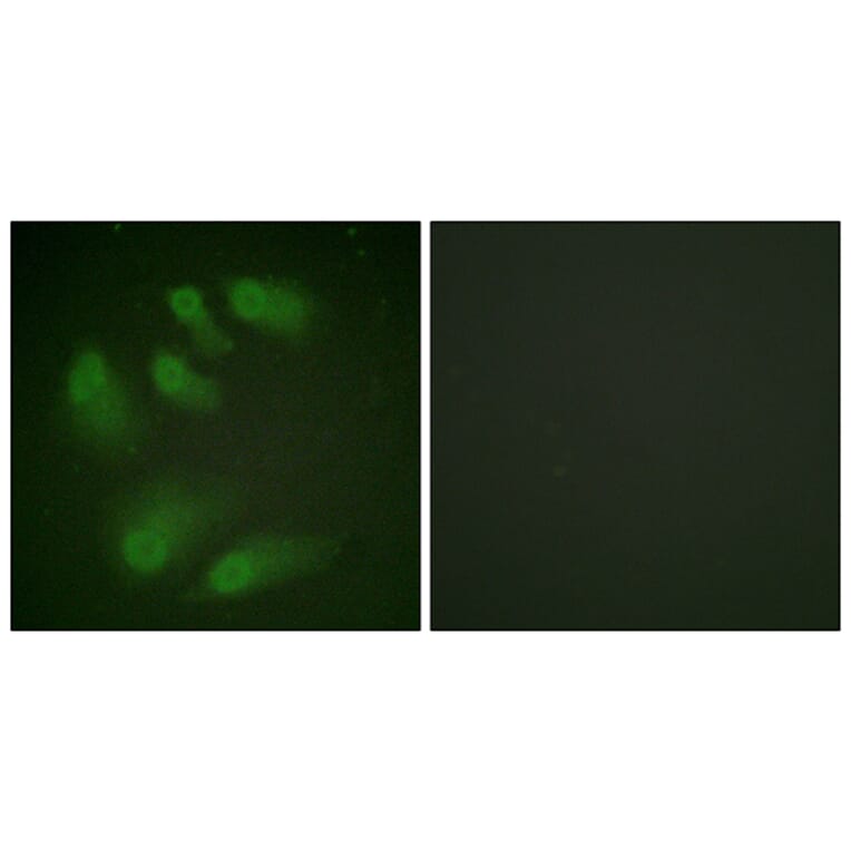 Immunofluorescence - Anti-Chk1 (phospho Ser286) Antibody (A0861) - Antibodies.com