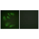 Immunofluorescence - Anti-Chk1 (phospho Ser286) Antibody (A0861) - Antibodies.com