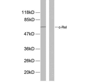 Western Blot - Anti-Rel (phospho Ser503) Antibody (A7211) - Antibodies.com