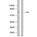 Western Blot - Anti-Rel (phospho Ser503) Antibody (A7211) - Antibodies.com