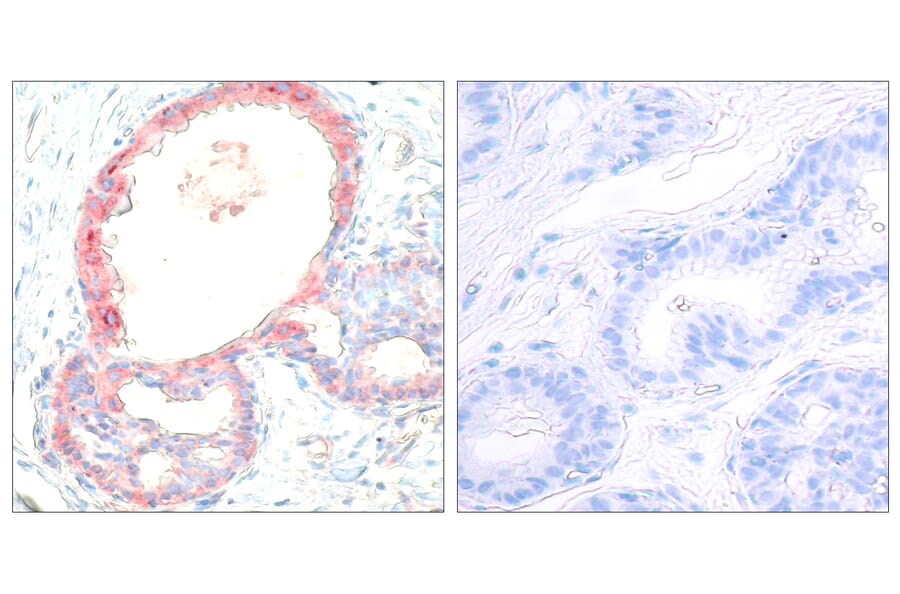 Immunohistochemistry - Anti-Rel (phospho Ser503) Antibody (A7211) - Antibodies.com