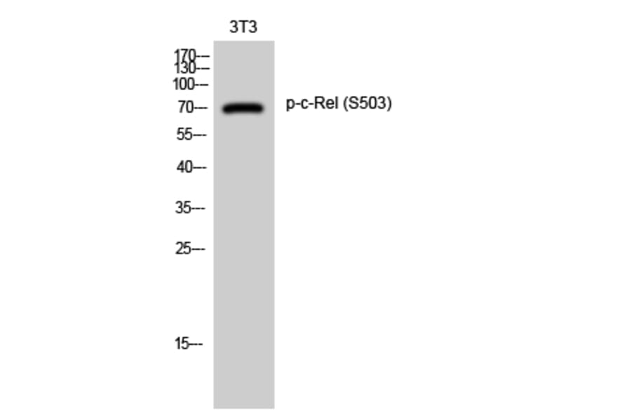 Western Blot - Anti-Rel (phospho Ser503) Antibody (A7211) - Antibodies.com