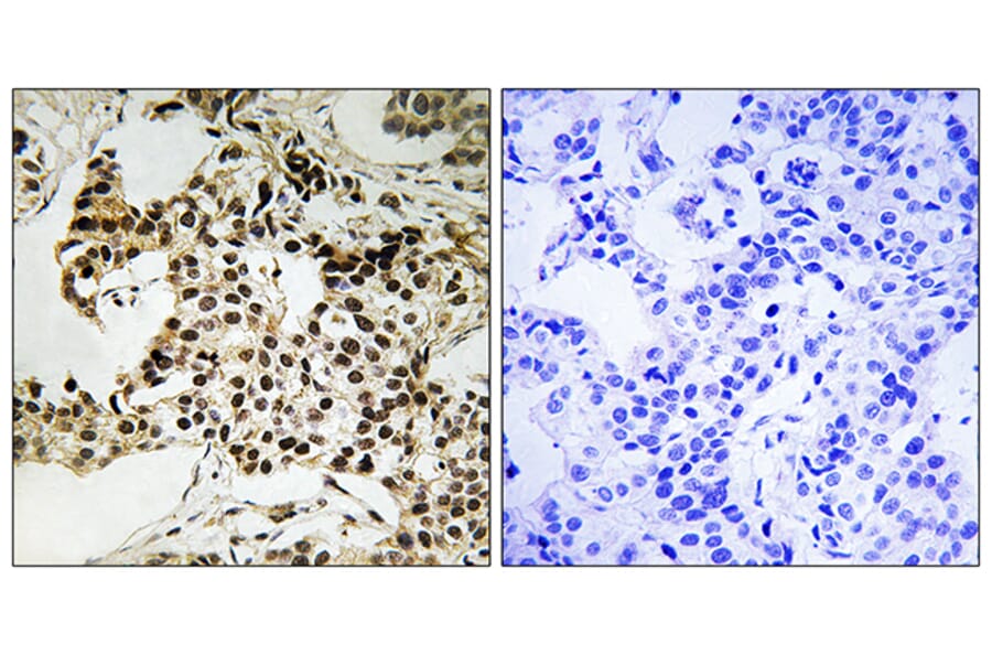 Immunohistochemistry - Anti-PKR (phospho Thr258) Antibody (A8174) - Antibodies.com