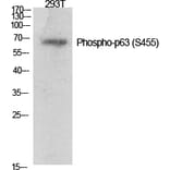 Western Blot - Anti-p63 (phospho Ser455) Antibody (A0703) - Antibodies.com