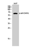 Western Blot - Anti-p63 (phospho Ser455) Antibody (A0703) - Antibodies.com