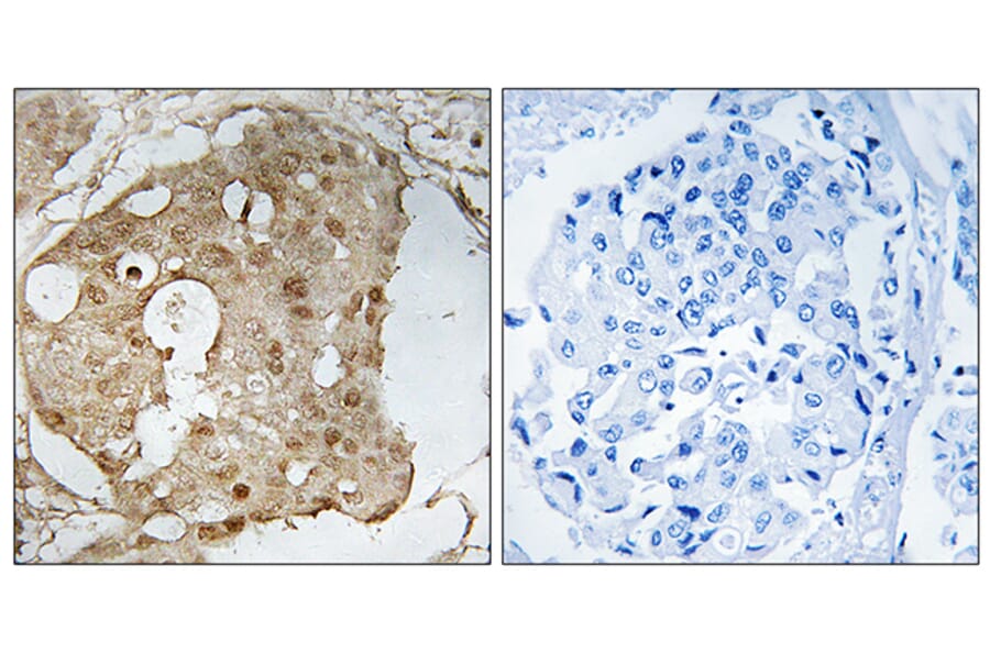 Immunohistochemistry - Anti-p53 (phospho Ser366) Antibody (A8053) - Antibodies.com