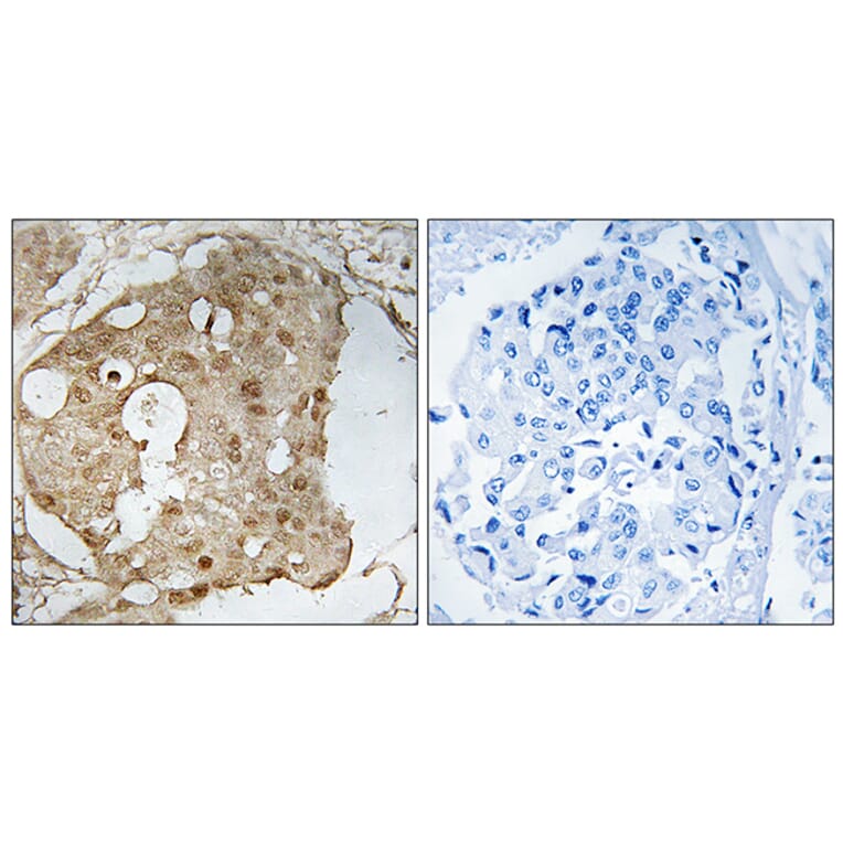 Immunohistochemistry - Anti-p53 (phospho Ser366) Antibody (A8053) - Antibodies.com