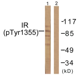 Western Blot - Anti-IR (phospho Tyr1355) Antibody (A0493) - Antibodies.com