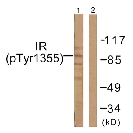 Western Blot - Anti-IR (phospho Tyr1355) Antibody (A0493) - Antibodies.com