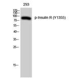 Western Blot - Anti-IR (phospho Tyr1355) Antibody (A0493) - Antibodies.com