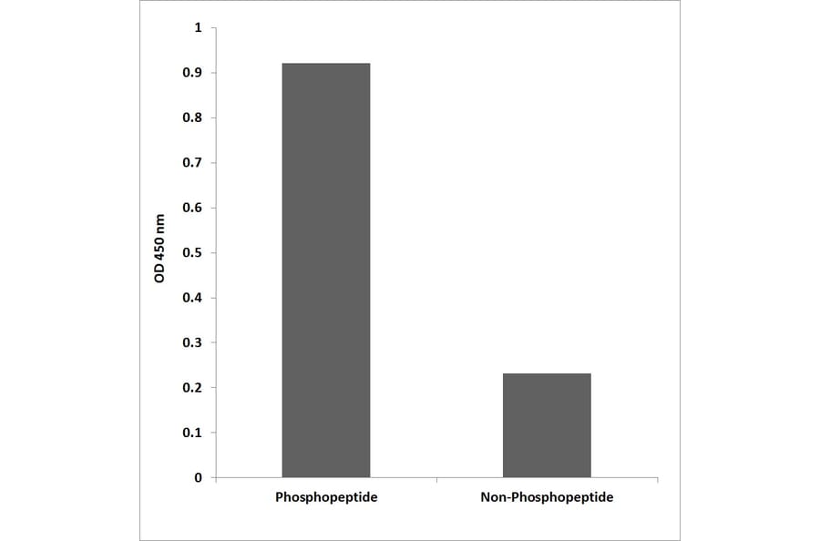 ELISA - Anti-BCL2 (phospho Ser70) Antibody (P12-1079) - Antibodies.com