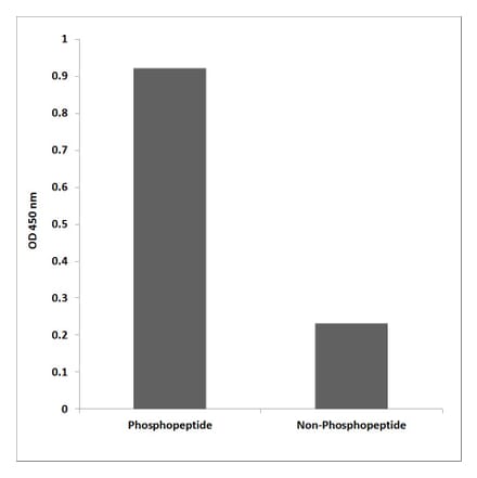ELISA - Anti-BCL2 (phospho Ser70) Antibody (P12-1079) - Antibodies.com