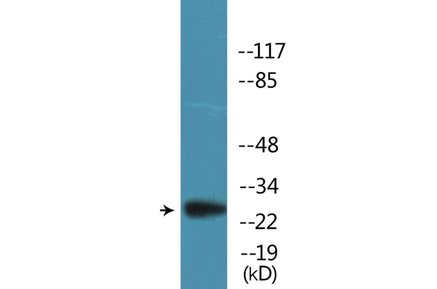 Western Blot - Anti-BCL2 (phospho Ser70) Antibody (P12-1079) - Antibodies.com