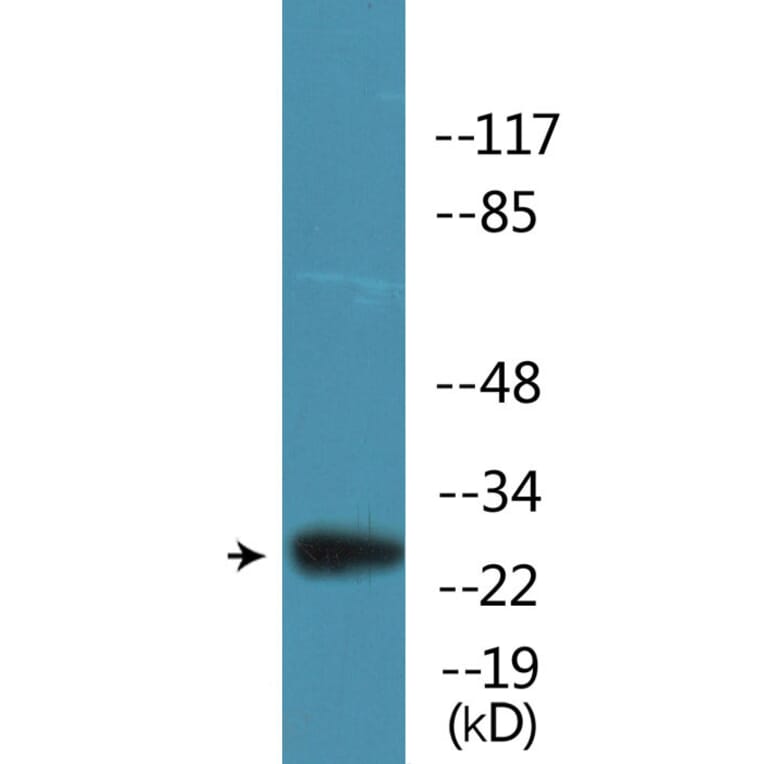 Western Blot - Anti-BCL2 (phospho Ser70) Antibody (P12-1079) - Antibodies.com
