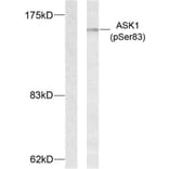 Western Blot - Anti-ASK1 (phospho Ser83) Antibody (A7010) - Antibodies.com