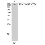 Western Blot - Anti-ASK1 (phospho Ser83) Antibody (A7010) - Antibodies.com